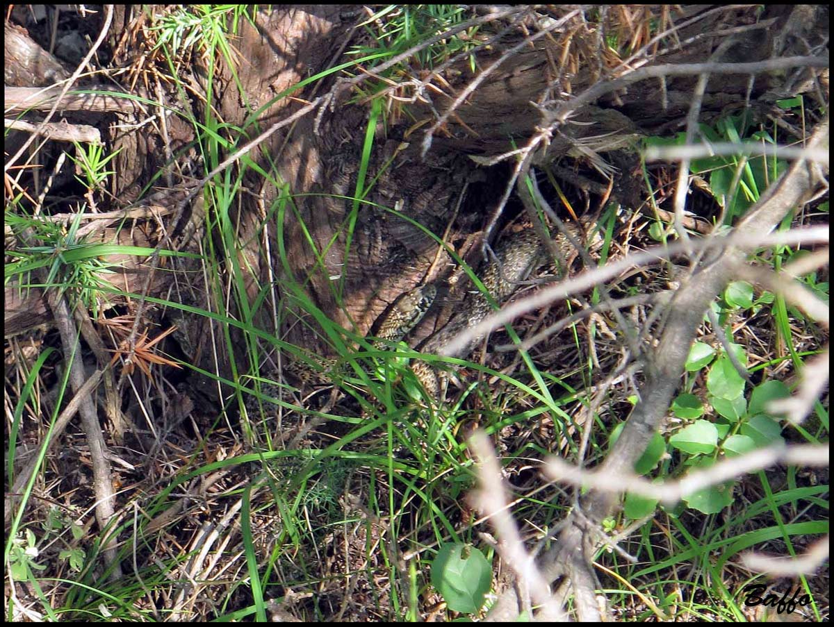 Cervone ?  No: Hierophis gemonensis